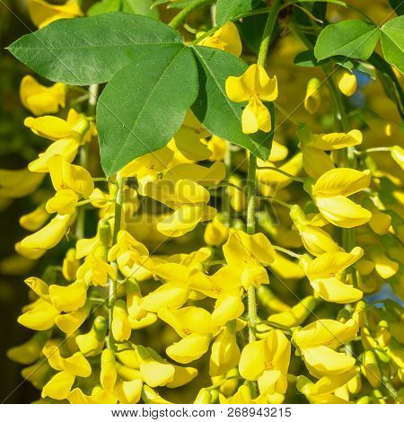 Common Laburnum (laburnum Anagyroides), Close-up Of The Blooming Tree During Summertime