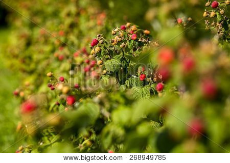Raspberries On Bush Branch. Autumn Raspberries Currants On Bush. Red Raspberries In Garden. Autumn B