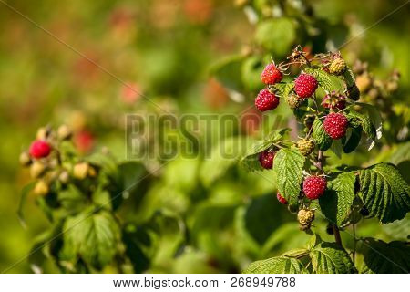 Raspberries On Bush Branch. Autumn Raspberries Currants On Bush. Red Raspberries In Garden. Autumn B