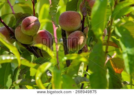 Peaches On Tree Branch. Unripe Peaches On Tree. Peaches In Garden. Summer Fruits In Latvia. Tasty Pe