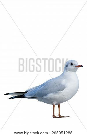 White Seagull Isolated On A White Background.
Isolated Birds And Animals.