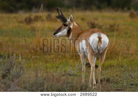 Pronghorn antilope, Antilocapra Americana, parco nazionale di Yellowstone, Wyoming