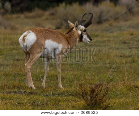 Pronghorn antilope, Antilocapra Americana, parco nazionale di Yellowstone, Wyoming