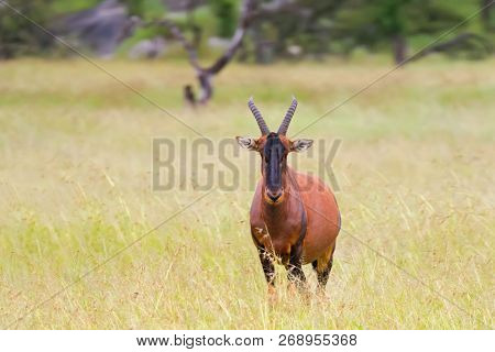 Front face of Coke's hartebeest, antelope with long and narrow face, humped shoulders, V shaped horns in open grassland at Serengeti National Park in Tanzania, East Africa