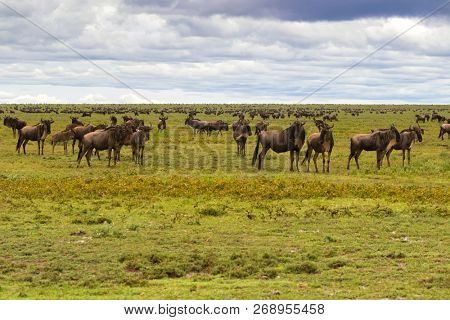 Herd of White Bearded Wildebeest migration,  Brindled gnu Antelope in Serengeti Plains at Serengeti National Park in Tanzania, East Africa