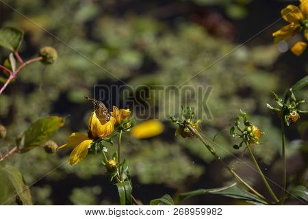 Close Up Of A Crescent Butterfly On A Bright Yellow Sunflower, With Water In The Background