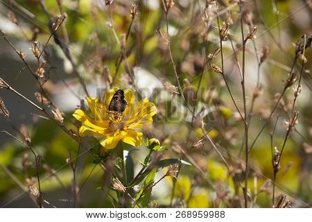 Close Up Of A Crescent Butterfly On A Bright Yellow Sunflower