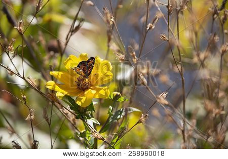 Close Up Of A Crescent Butterfly On A Bright Yellow Sunflower