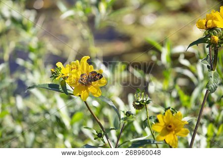Close Up Of A Crescent Butterfly On A Bright Yellow Sunflower