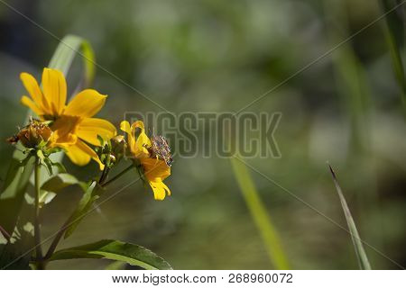 Close Up Of A Crescent Butterfly On A Bright Yellow Sunflower