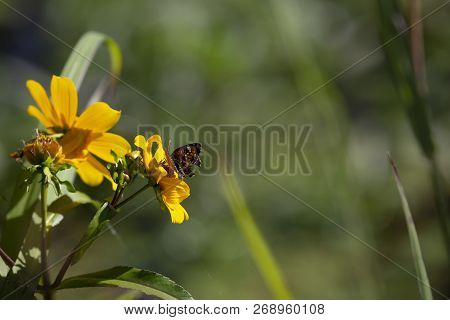 Close Up Of A Crescent Butterfly On A Bright Yellow Sunflower