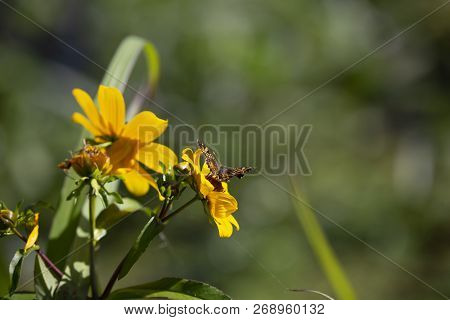 Close Up Of A Crescent Butterfly On A Bright Yellow Sunflower
