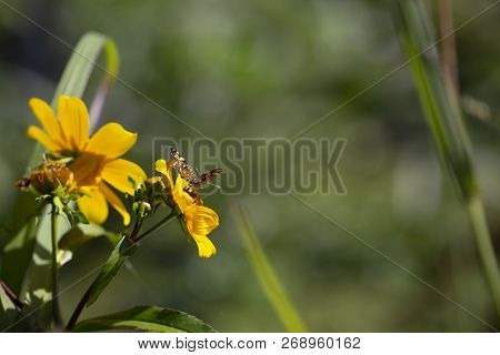 Close Up Of A Crescent Butterfly On A Bright Yellow Sunflower