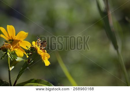 Close Up Of A Crescent Butterfly On A Bright Yellow Sunflower