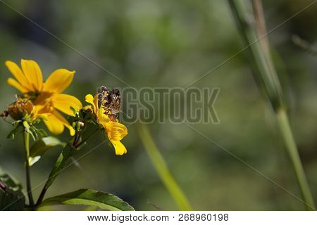 Close Up Of A Crescent Butterfly On A Bright Yellow Sunflower