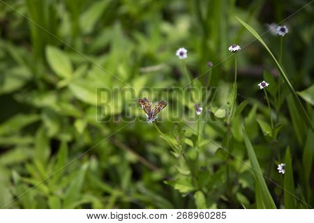 Phaon Crescent Butterfly (phyciodes Phaon) Perched On A Pretty Wildflower