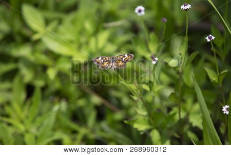 Phaon Crescent Butterfly (phyciodes Phaon) Perched On A Pretty Wildflower