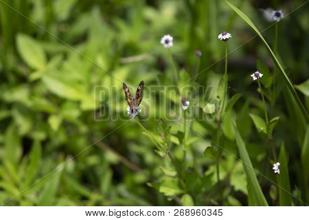 Phaon Crescent Butterfly (phyciodes Phaon) Perched On A Pretty Wildflower