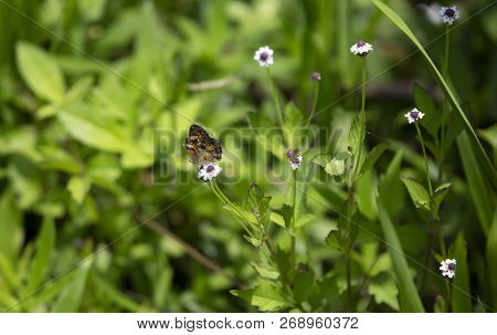 Phaon Crescent Butterfly (phyciodes Phaon) Perched On A Pretty Wildflower