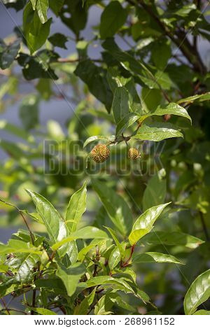 Close Up Of A Buttonbush Shrub During The Early Spring