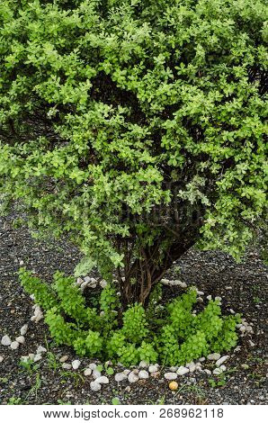 Close Up To A Common Juniper In A Park, Beautiful Tree, Nature Background.