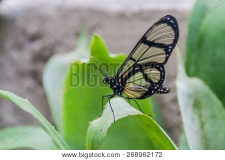 Spotted Glass Wing Butterfly Metona Grandiosa In Mariposario The Butterfly House In Mindo, Ecuador