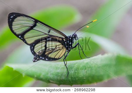 Spotted Glass Wing Butterfly Metona Grandiosa In Mariposario The Butterfly House In Mindo, Ecuador