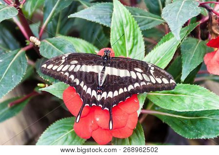 The King Swallowtail Butterfly Papilio Thoas In Mariposario The Butterfly House In Mindo, Ecuador
