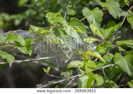 Fall Webworm (hyphantria Cunea) Cocoon Hanging From A Branch
