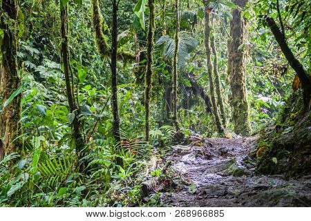 Dense Forest In Nambillo Cloud Forest Reserve Near Mindo, Ecuador.