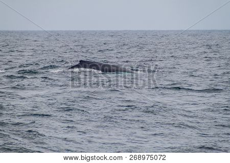 Humpback Whale Megaptera Novaeangliae In Machalilla National Park, Ecuador