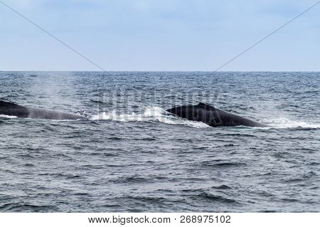 Humpback Whales Megaptera Novaeangliae In Machalilla National Park, Ecuador