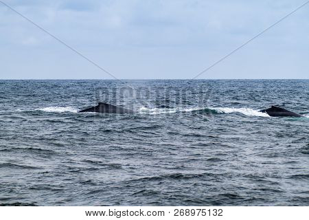 Humpback Whales Megaptera Novaeangliae In Machalilla National Park, Ecuador