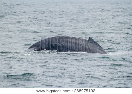 The Humpback Whale Megaptera Novaeangliae In Machalilla National Park, Ecuador