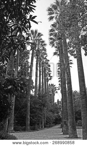 Black And White Image Of Tall Royal Palm Trees Lining A Walking Path In The National Garden Public P