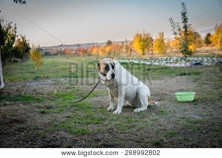 Dog Breed Alabai Is Standing On The Green Grass