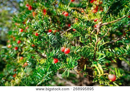 Taxus Cuspidata