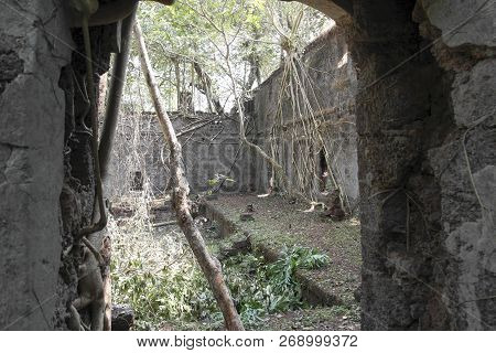 Stone Walls Of The Old Thrown Fort Overgrown With Roots Of Trees