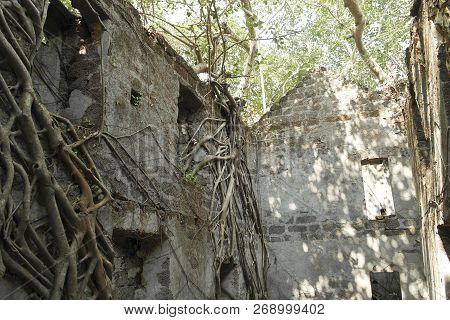 Stone Walls Of The Old Thrown Fort Overgrown With Roots Of Trees