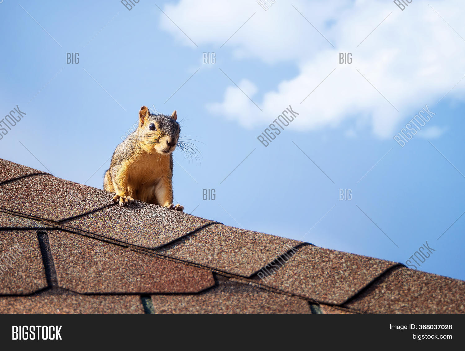 Squirrel On Roof Top. Image & Photo (Free Trial) Bigstock