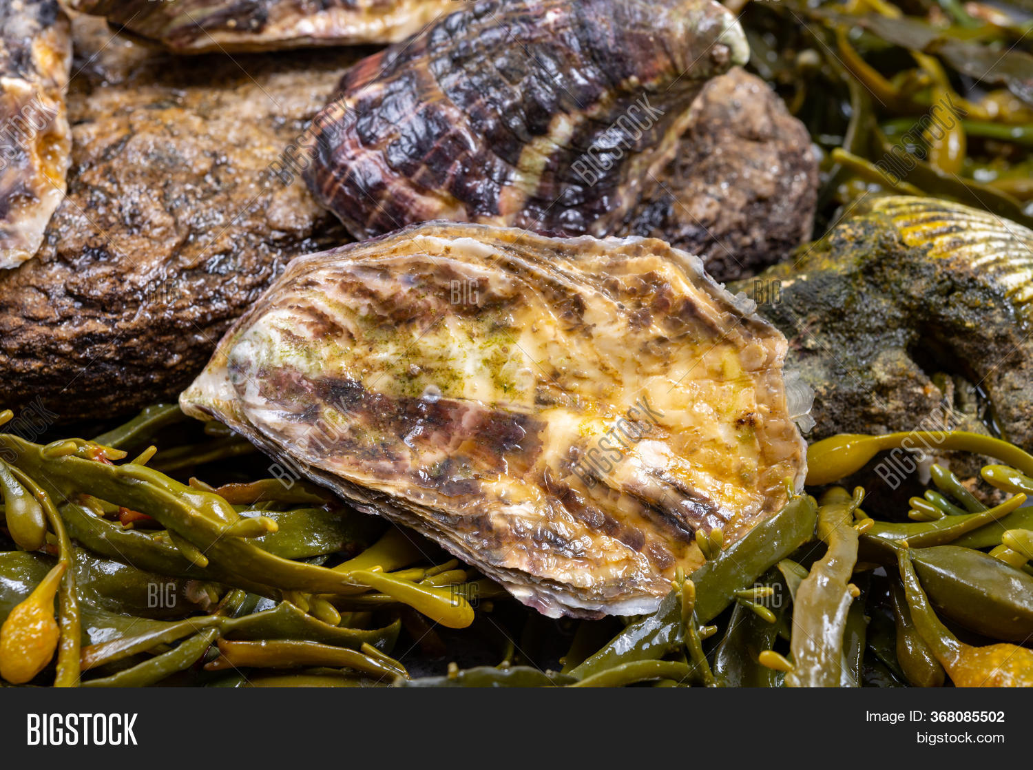 Fresh Pacific Japanese Image & Photo (Free Trial) | Bigstock