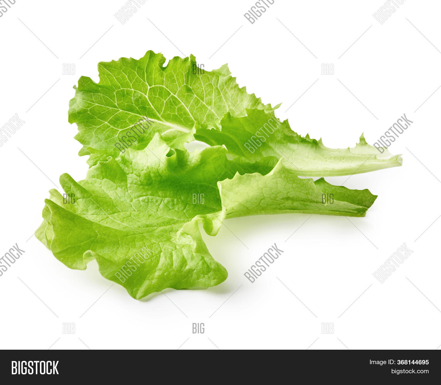Salad Leaf Isolated On Image & Photo (Free Trial) Bigstock