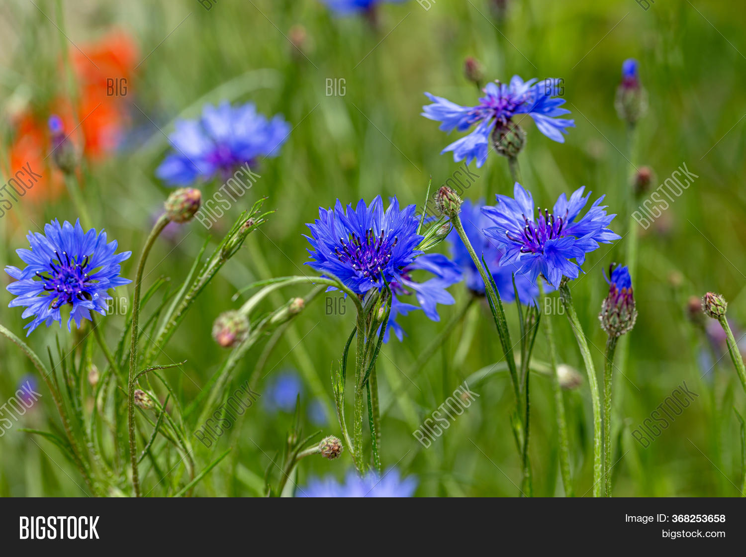 Blue Cornflowers Field Image & Photo (Free Trial) Bigstock