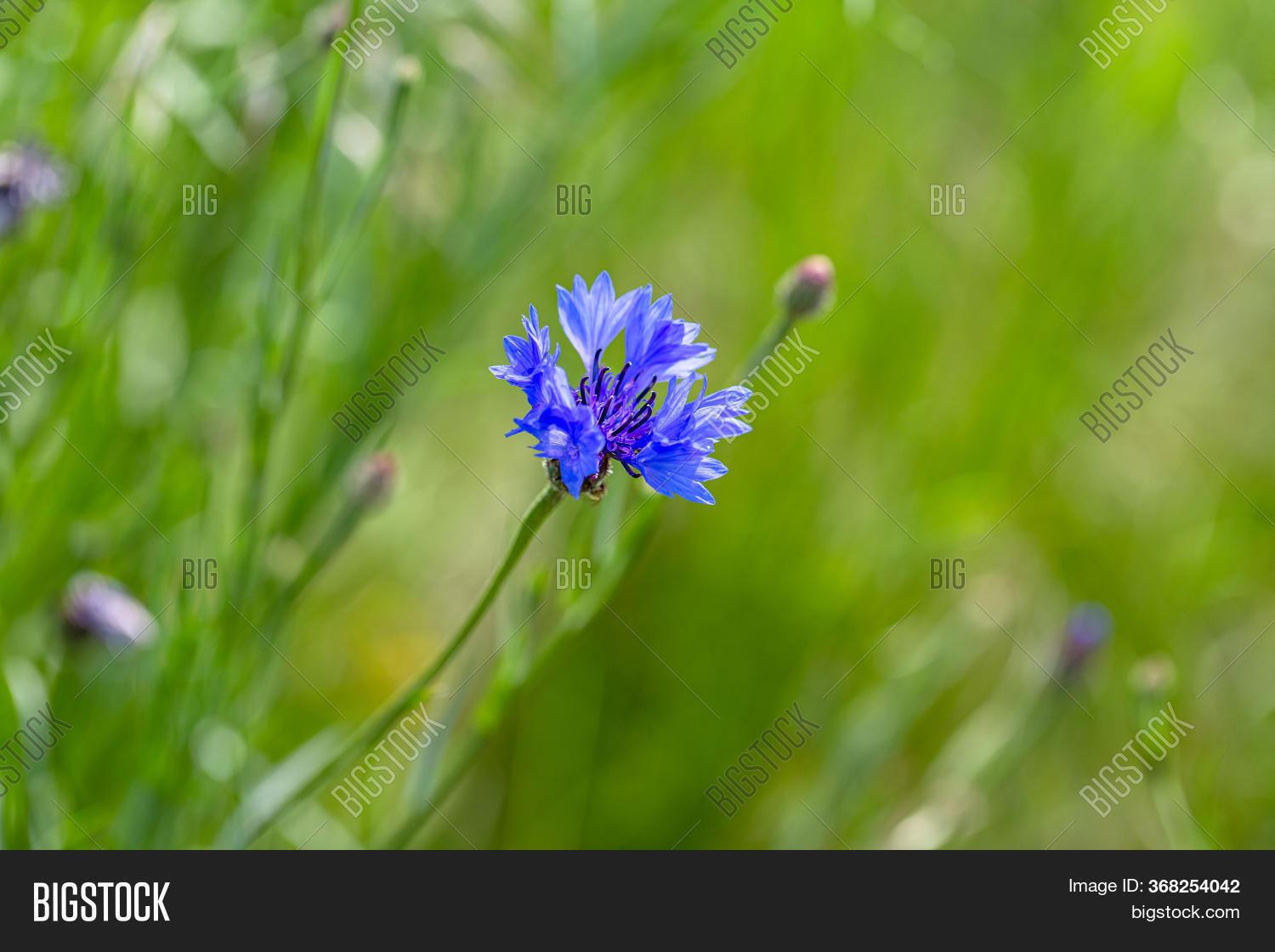 Blue Cornflowers Field Image & Photo (Free Trial) Bigstock