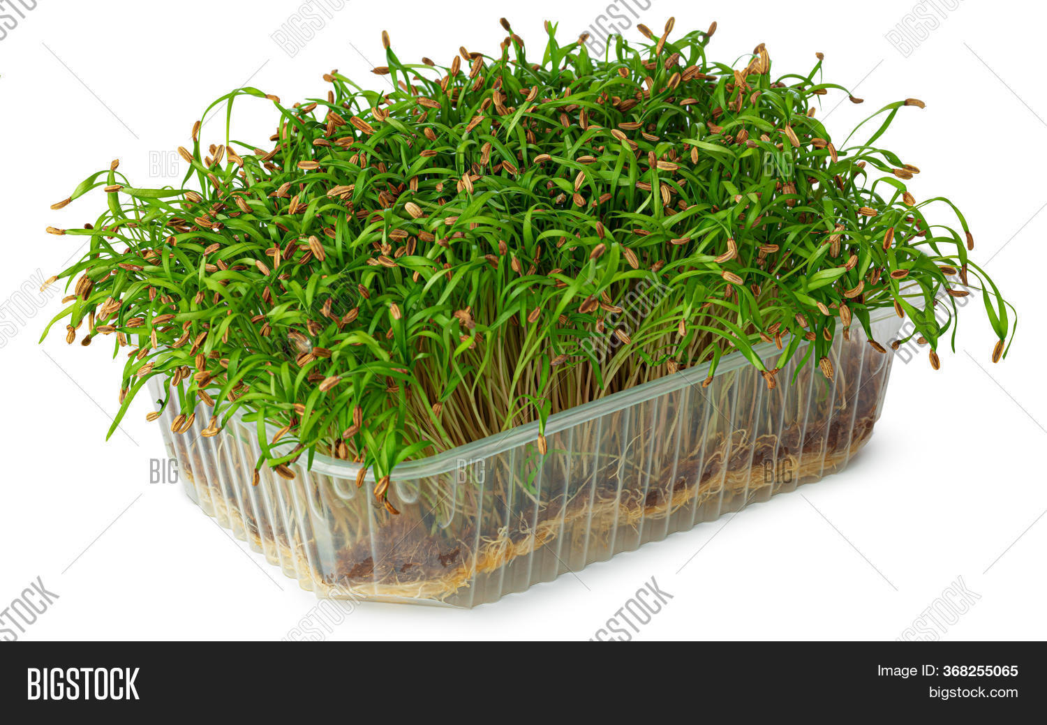 Micro Green Sprouts Image & Photo (Free Trial) Bigstock