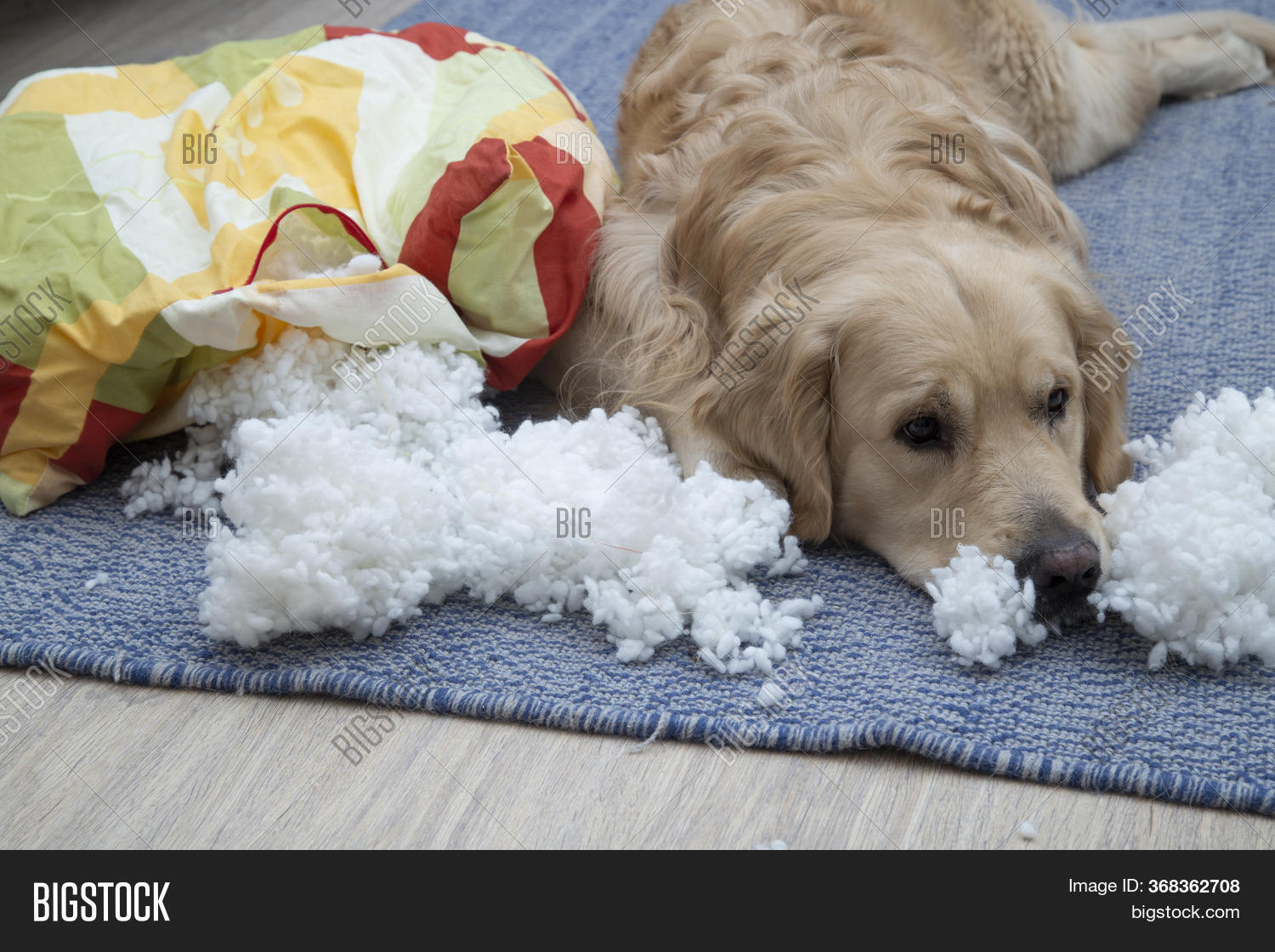 Dog Tore Furniture Image & Photo (Free Trial) Bigstock
