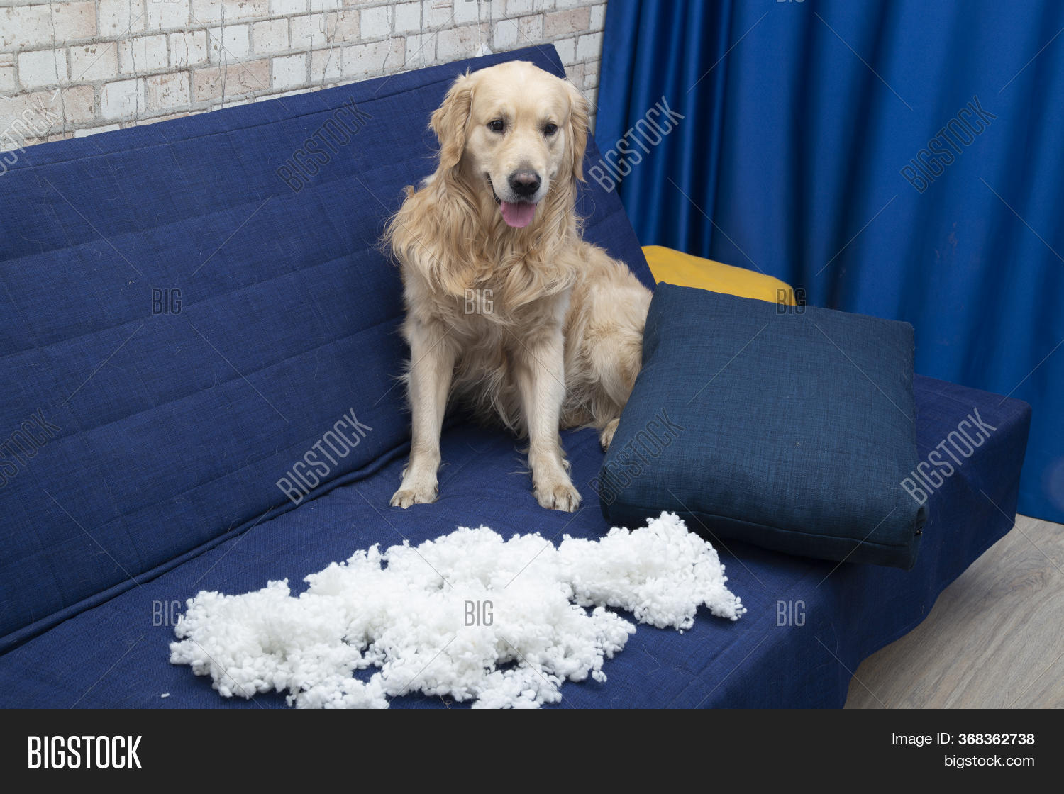Dog Tore Furniture Image & Photo (Free Trial) Bigstock