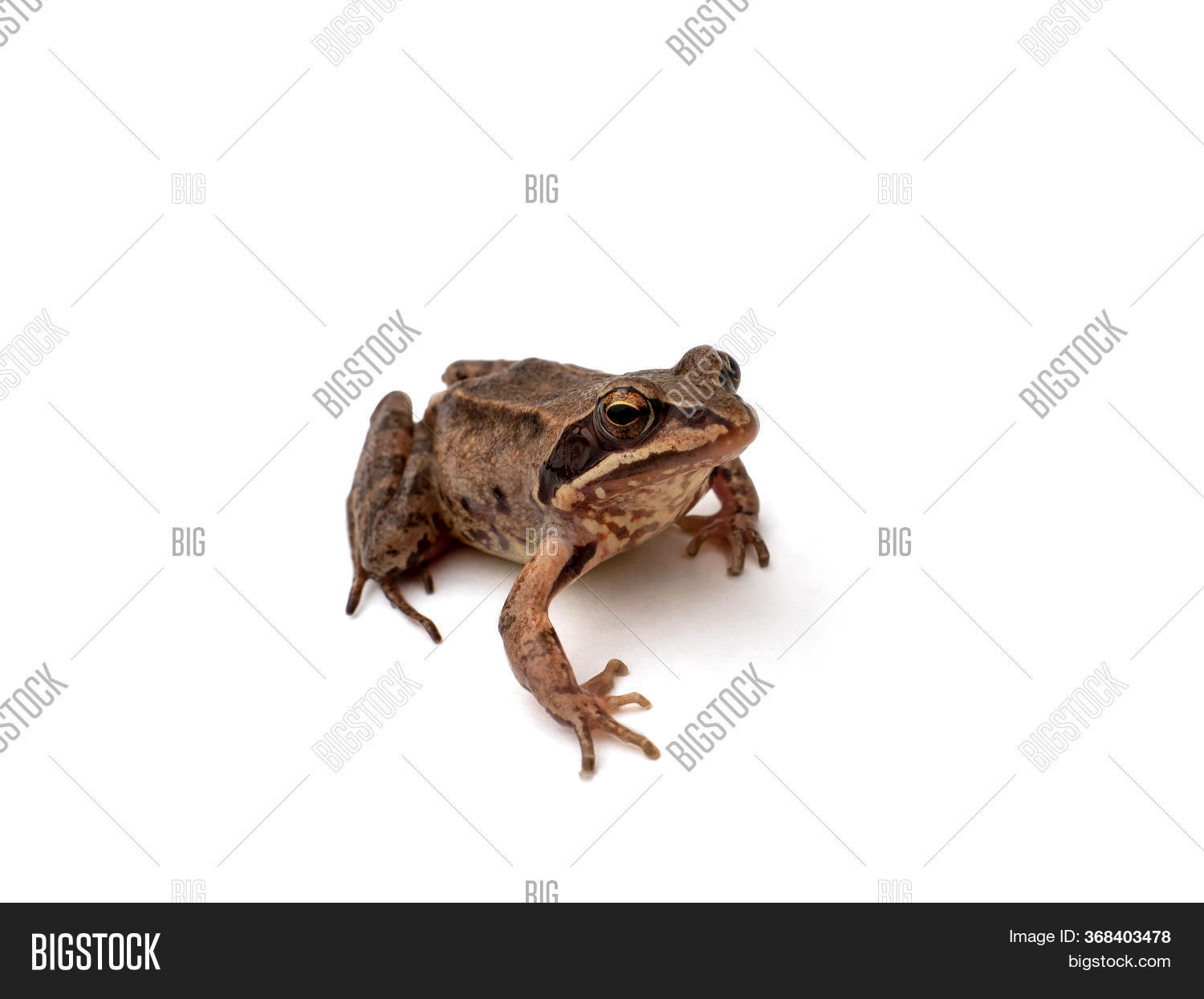 Brown Frog On White, Image & Photo (Free Trial) | Bigstock