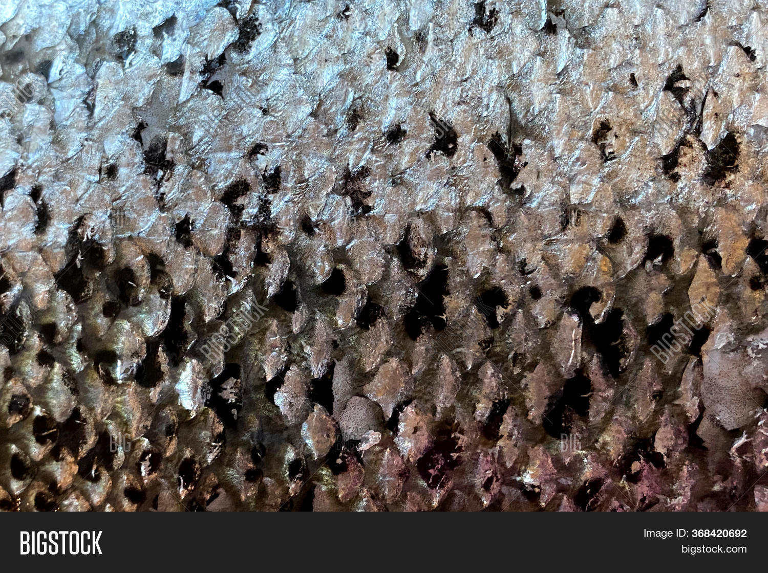 Salmon Scales. Close Image & Photo (Free Trial) Bigstock