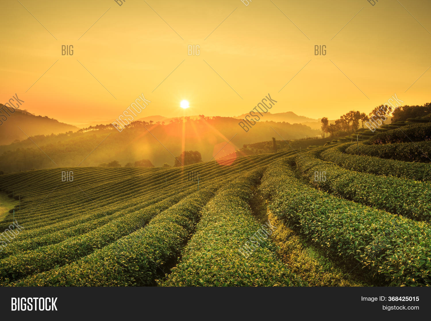 Sunrise View Tea Image & Photo (Free Trial) Bigstock
